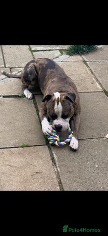 American Bulldog dogs - Advert 1