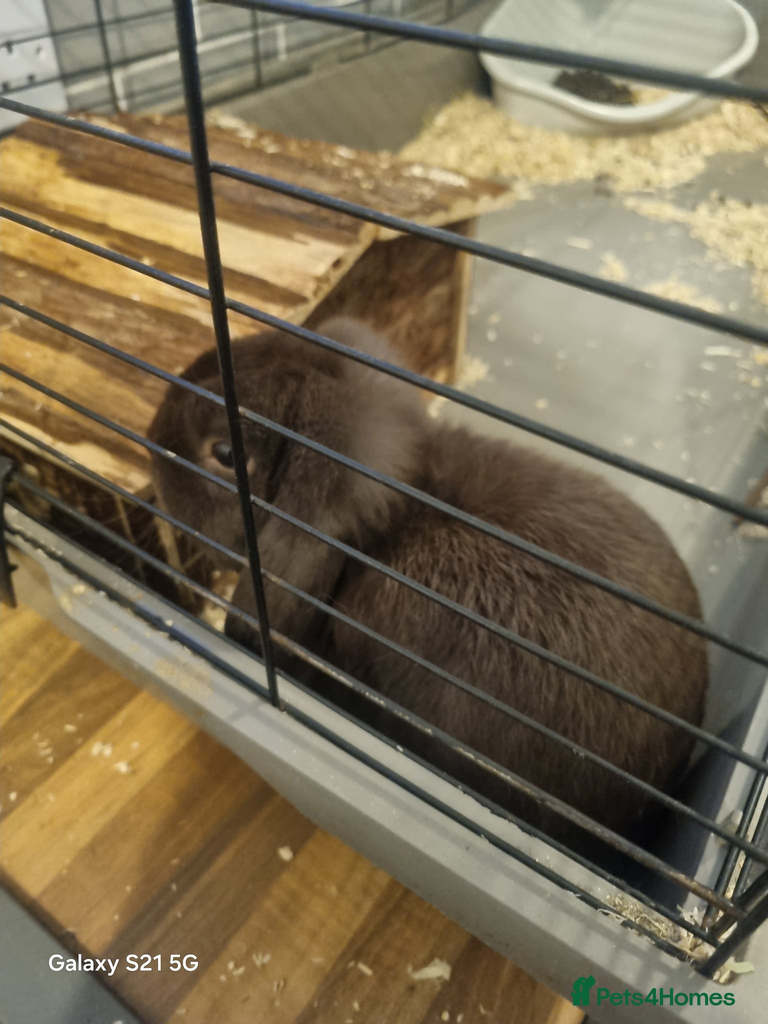 Mini Lop rabbits Male lop  - Advert 2