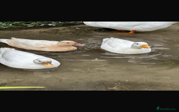 Ducks poultry for sale: 7 Call Ducks  - Advert 2