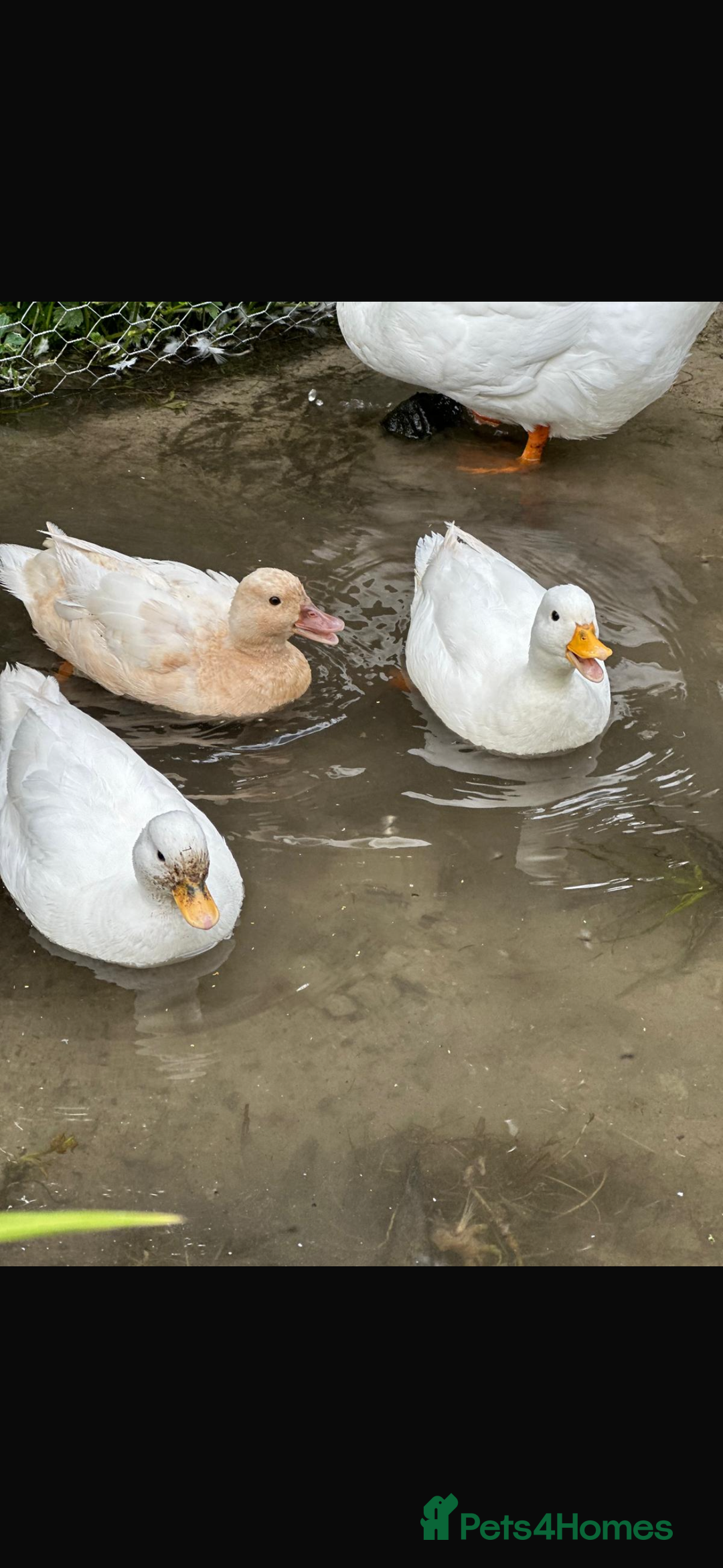 Ducks poultry for sale: 7 Call Ducks  - Advert 2