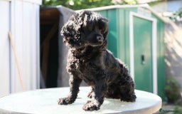 Pomeranian dogs for sale: Beautiful Cocker Spaniel male for sale  - Image 4