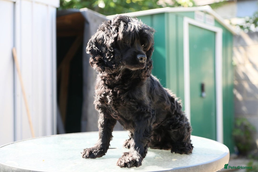 Pomeranian dogs for sale: Beautiful Cocker Spaniel male for sale  - Image 4