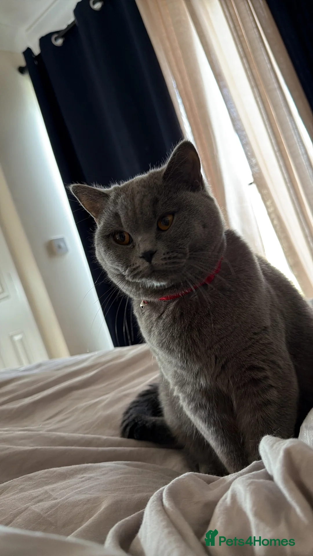 British Shorthair cats for sale: Last 3 BSH kittens available of a litter of 5  - Advert 23