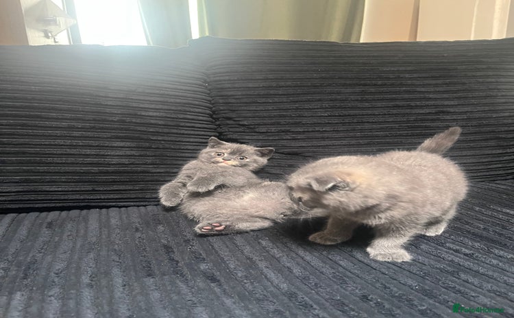 Scottish Fold cats - Advert 7