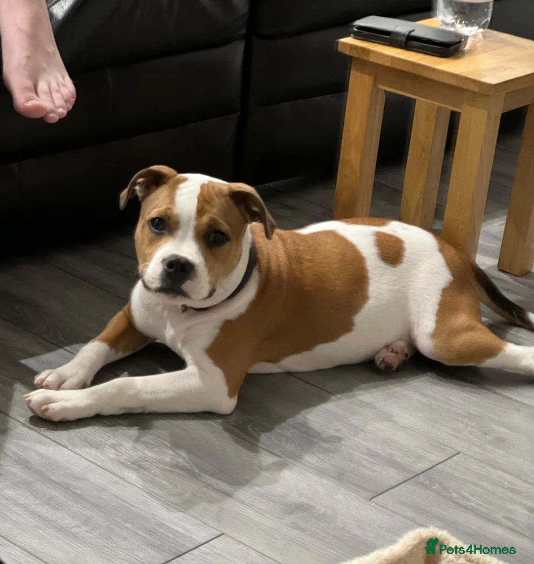 Staffordshire Bull Terrier dogs for stud: 🥨STUD FOR SALE🥨 in Rochdale - Advert 12