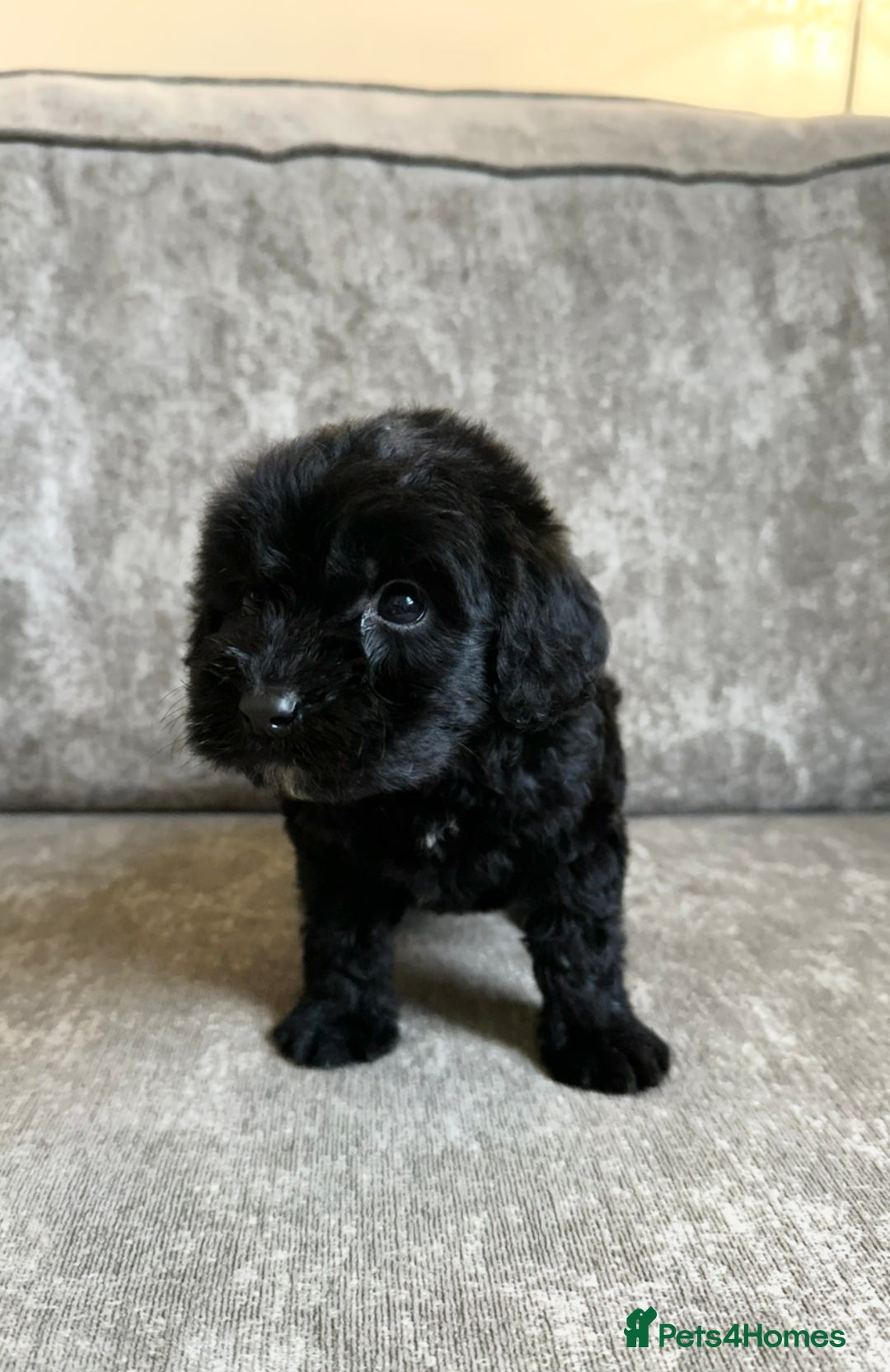 Cockapoo dogs for sale: Cockapoos looking for forever homes - Advert 7