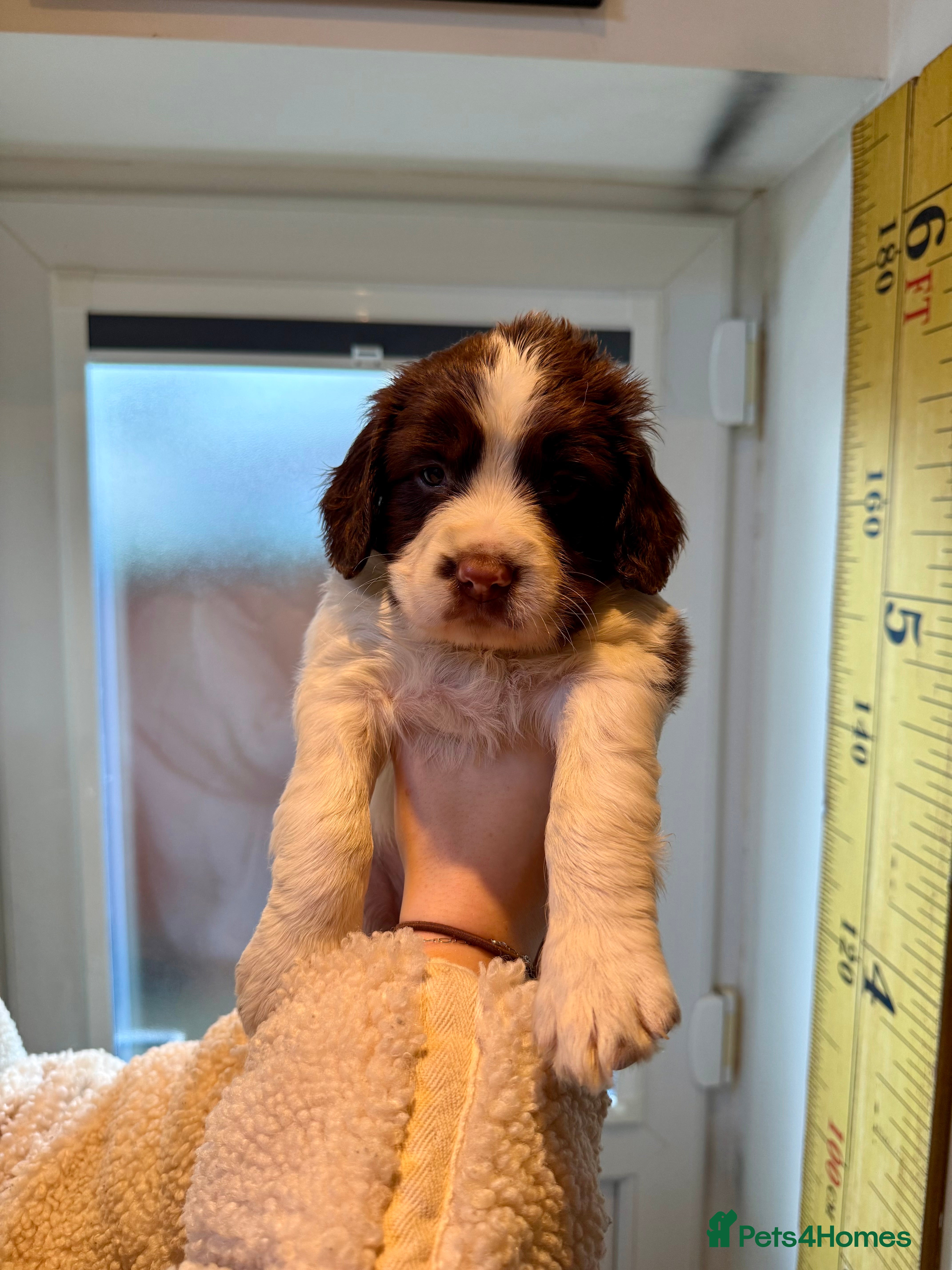 English Springer Spaniel dogs English springer Spanial  - Advert 2