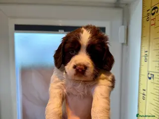 English Springer Spaniel dogs English springer Spanial - Advert 2