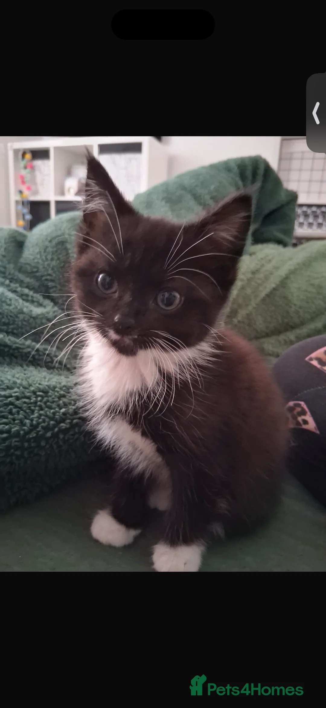 Bombay cats for sale: 2 adorable kittens - Advert 2