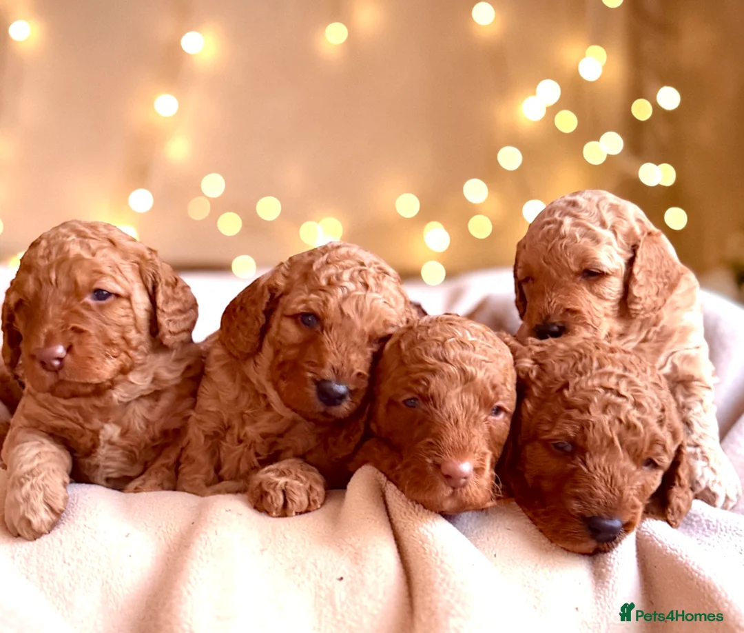 Cockapoo dogs for sale: Extensively DNA  Heath checked cockapoo puppies  - Advert 2