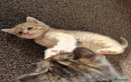 European cats for sale: 4 adorable healthy kittens - Image 3