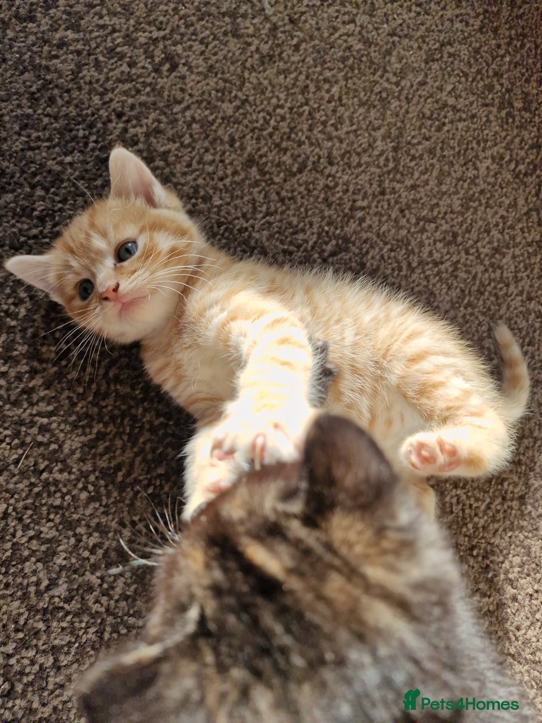 European cats for sale: 4 adorable healthy kittens - Image 3