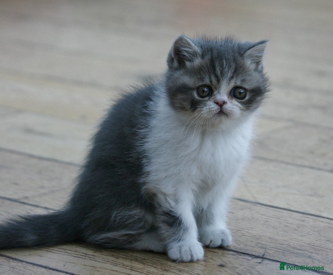 Exotic cats for sale: Beautiful Exotic Pedigree Kittens - Image 8