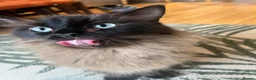 Ragdoll cats for sale: Adorable Teddy Bear Mink Ragdoll x BSH kittens  - Advert 17