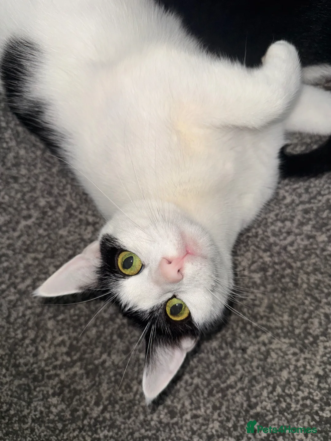 American Wirehair cats for sale: 3 KITTENS FOR SALE  - Advert 2