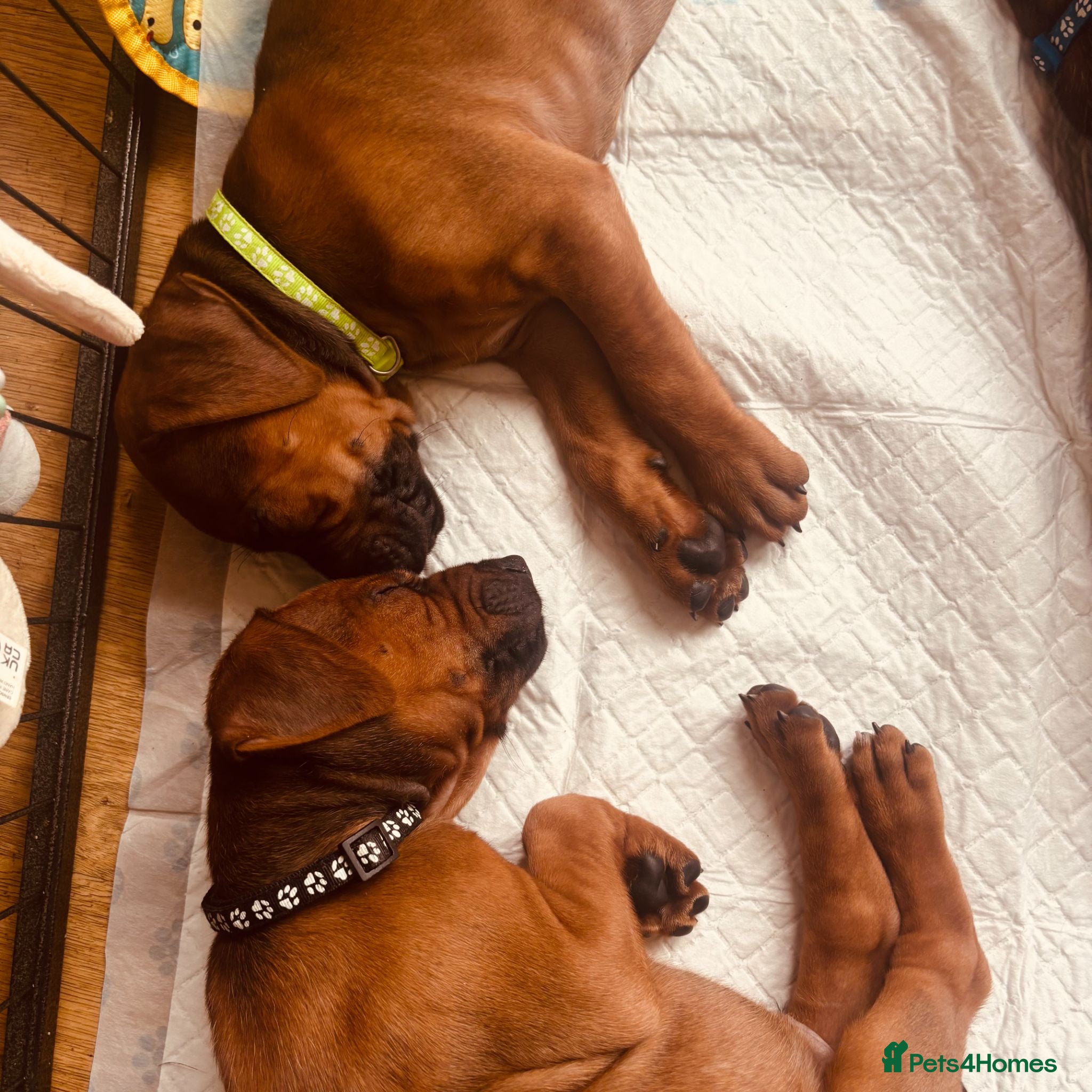 Rhodesian Ridgeback dogs 5 Star Council Registered Breeder         - Advert 2