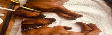Rhodesian Ridgeback 2