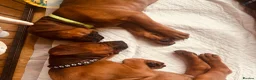 Rhodesian Ridgeback dogs for sale: 5 Star Council Registered Breeder         - Advert 17