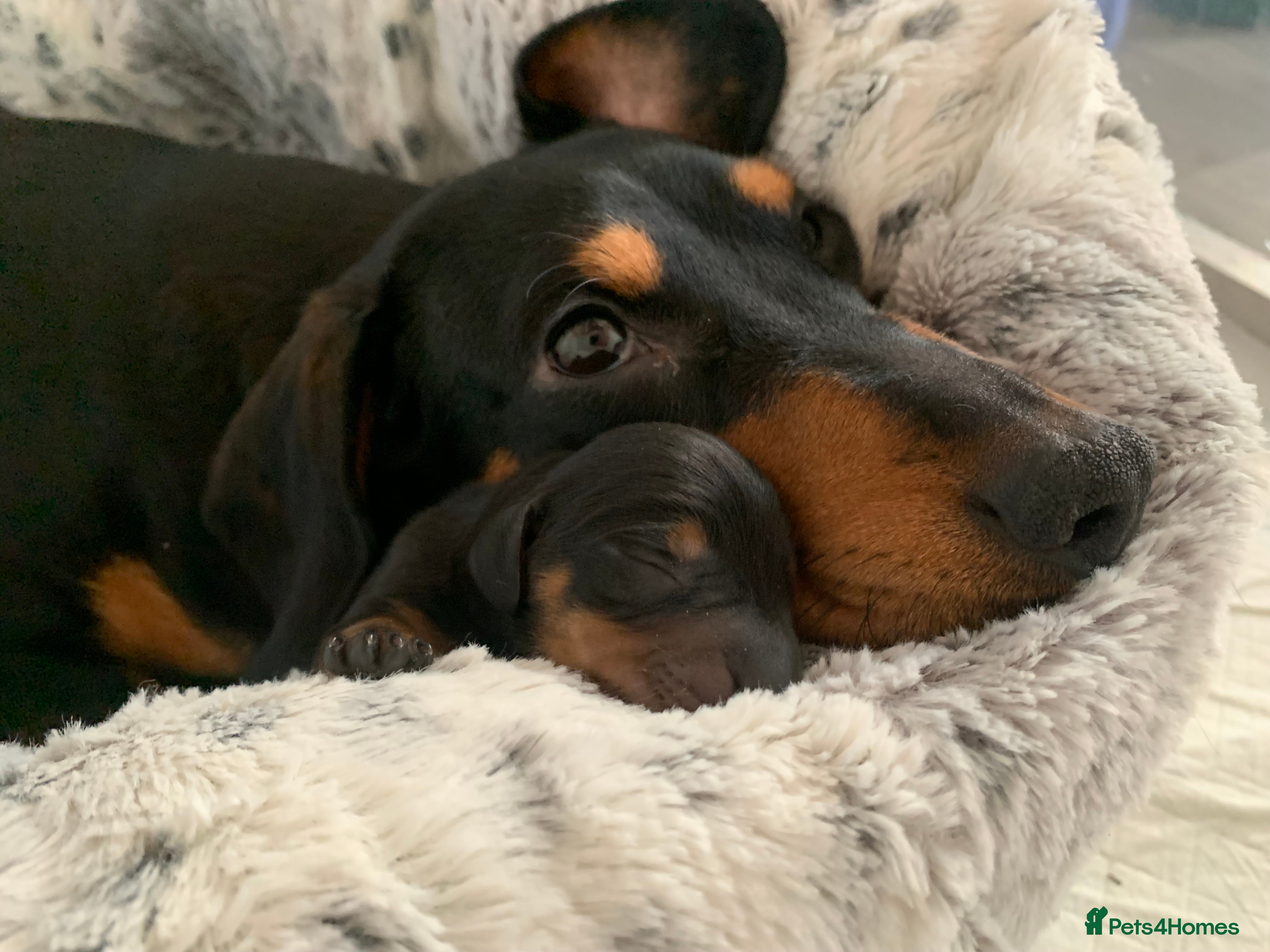Dachshund dogs 🐾Adorable Dachshund Boys🐾 - Advert 12