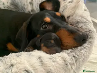 Dachshund dogs 🐾Adorable Dachshund Boys🐾 - Advert 12