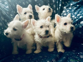 West Highland Terrier dogs West Highland White Terrier Puppies - Advert 5