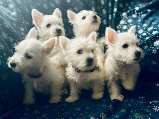 West Highland Terrier dogs West Highland White Terrier Puppies - Advert 8