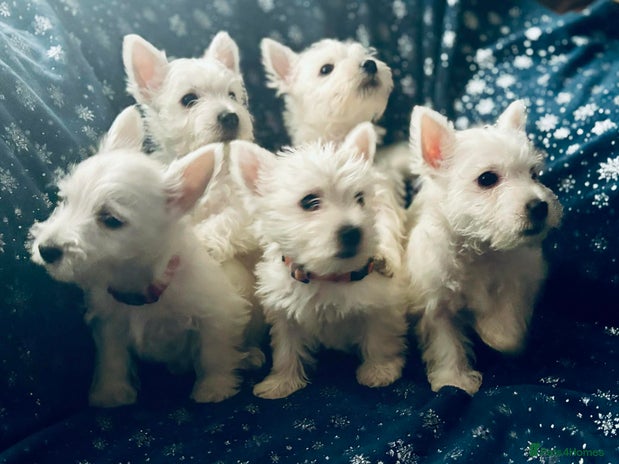 West Highland Terrier dogs West Highland White Terrier Puppies - Advert 1