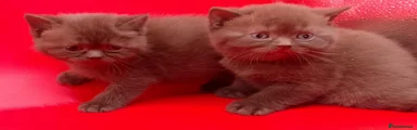 British Shorthair 2