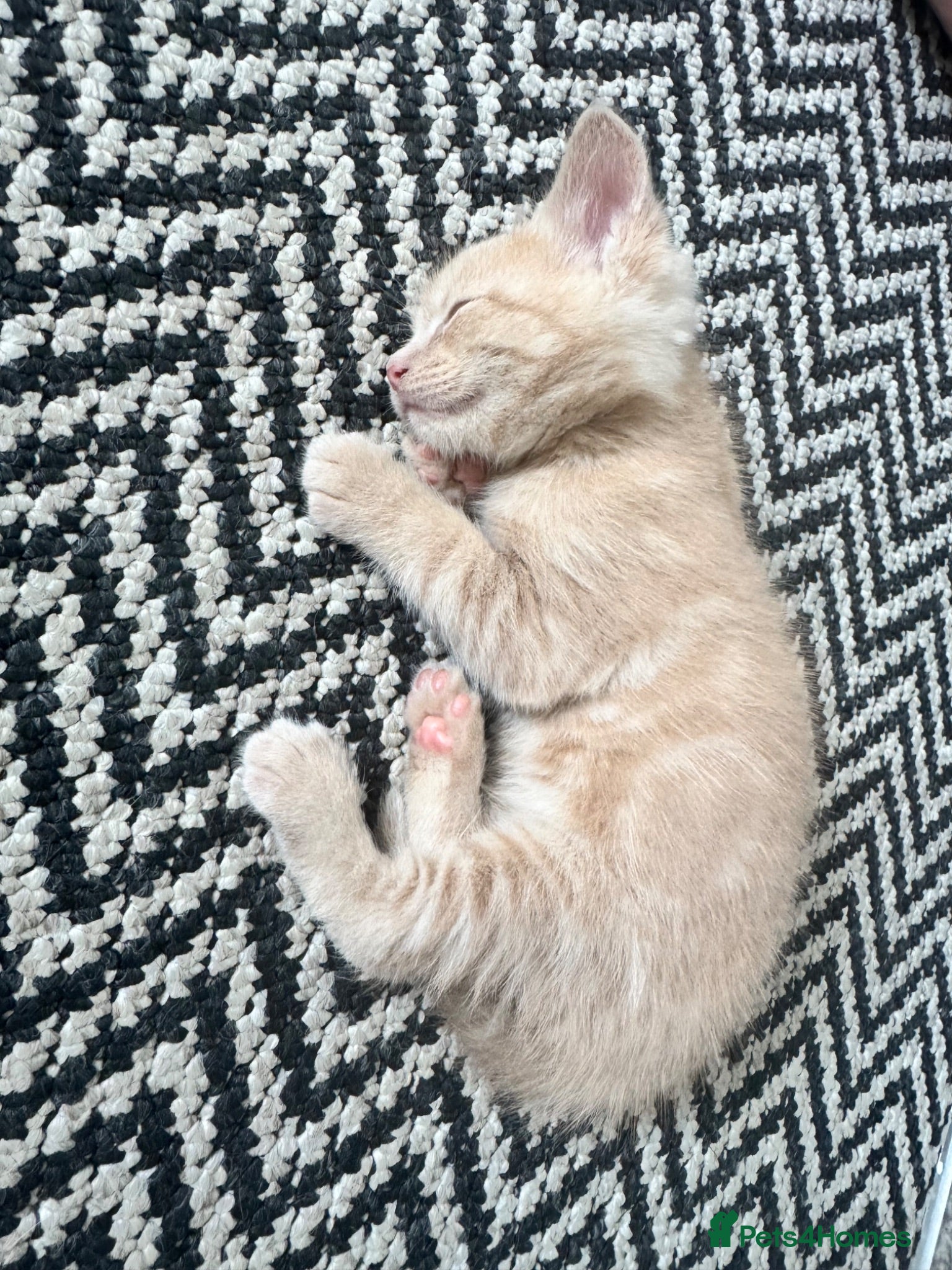 Maine Coon cats Maine Coon Cross Kittens – Ready 17th July - Advert 1