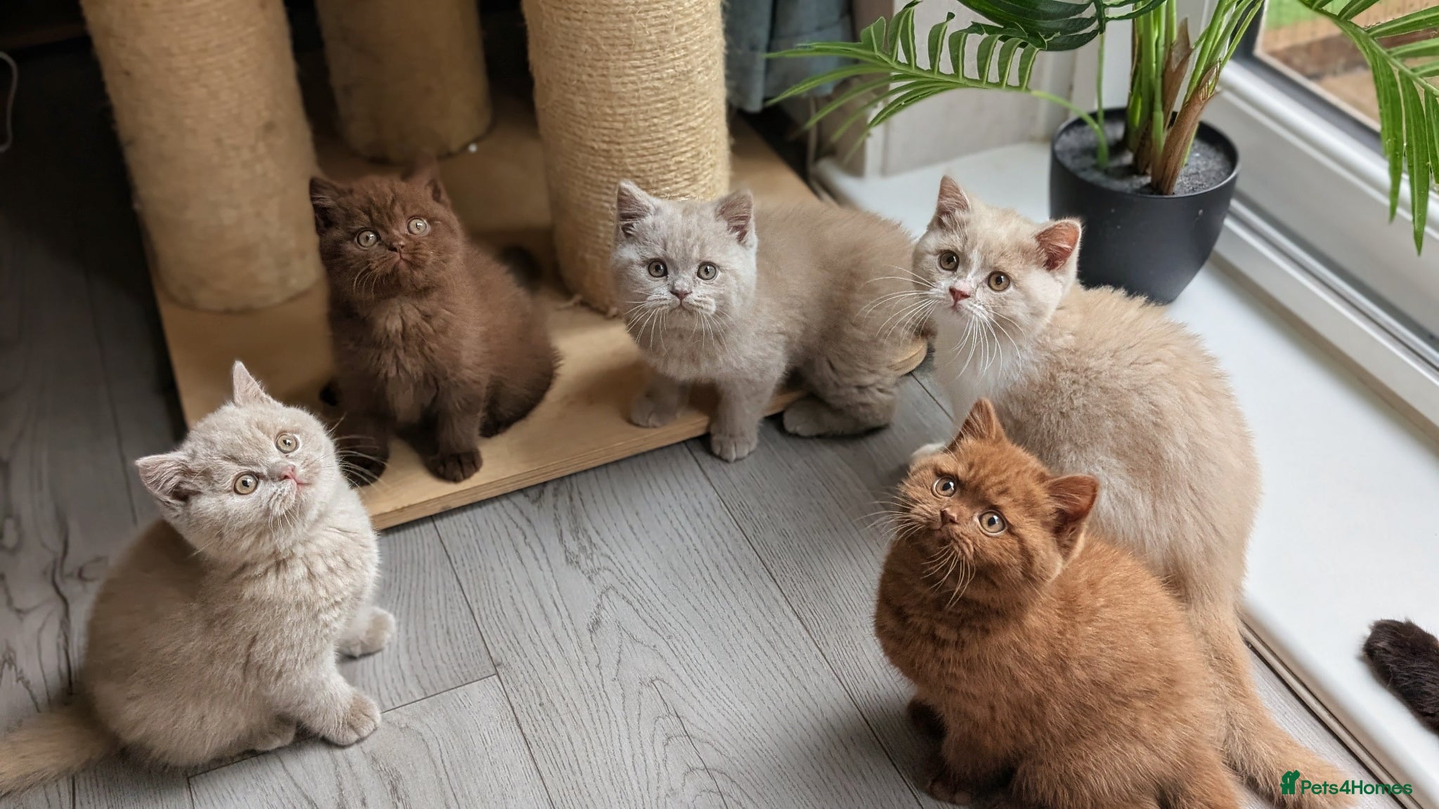 British Shorthair cats GCCF REGISTERED CHOCOLATE AND LILAC KITTENS - Advert 2