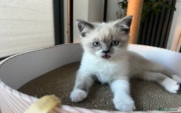 Ragdoll cats for sale: Female, adorable Ragdoll mix breed  - Image 1