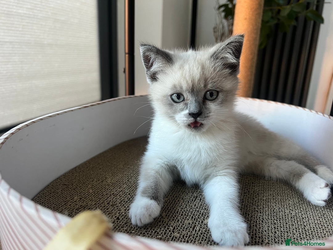 Ragdoll cats for sale: Female, adorable Ragdoll mix breed  - Image 1