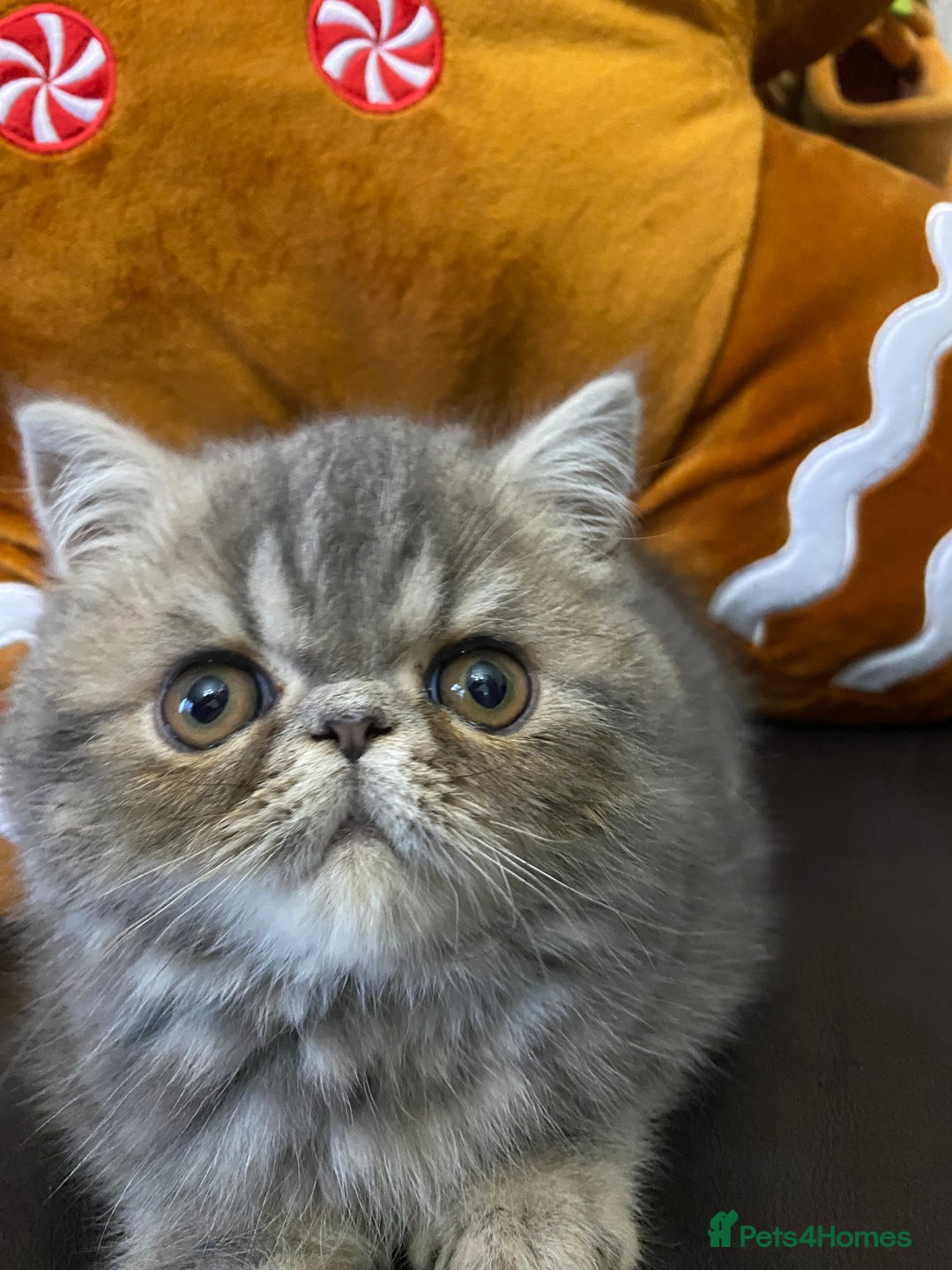Persian cats for sale: EXCEPTIONAL LITTER PERSIAN EXOTIC KITTENS - Advert 17