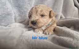 Poochon dogs for sale: Health tested parents  - Advert 5