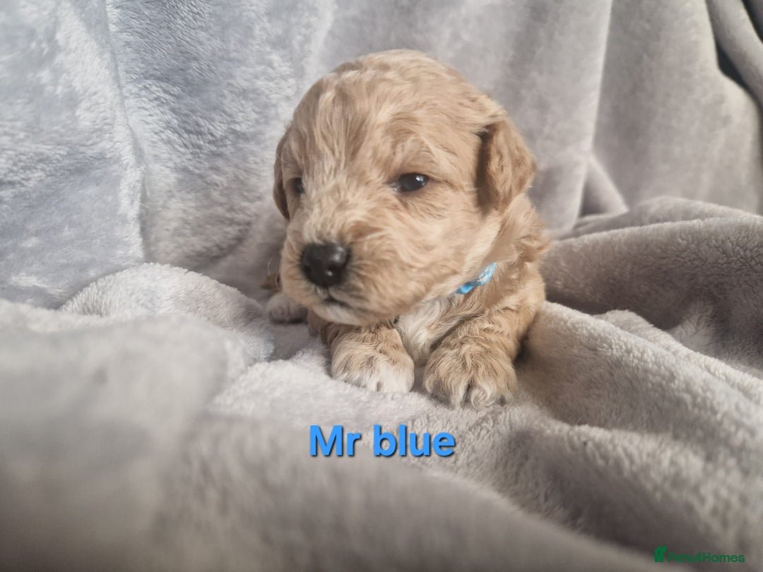 Poochon dogs for sale: Health tested parents  - Advert 5