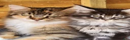 Maine Coon cats for sale: Maine Coons Ready Now!! 4 male 1 female  - Advert 28