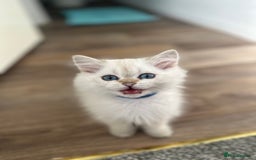 British Shorthair cats for sale: READY NOW BEAUTIFUL TICA BRITISH BSH/BLH KITTENS - Image 9