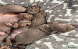Miniature Dachshund dogs for sale: Beautiful Isabella & Tan miniature dashchunds✨🐾 - Image 10