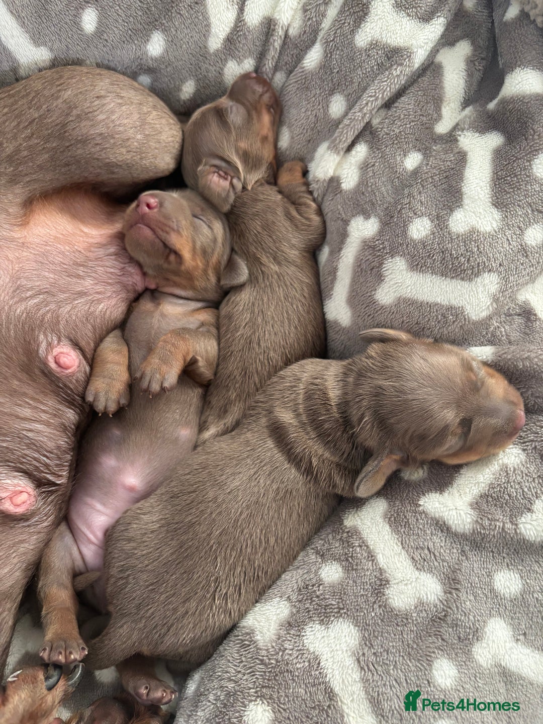 Miniature Dachshund dogs for sale: Beautiful Isabella & Tan miniature dashchunds✨🐾 - Image 10