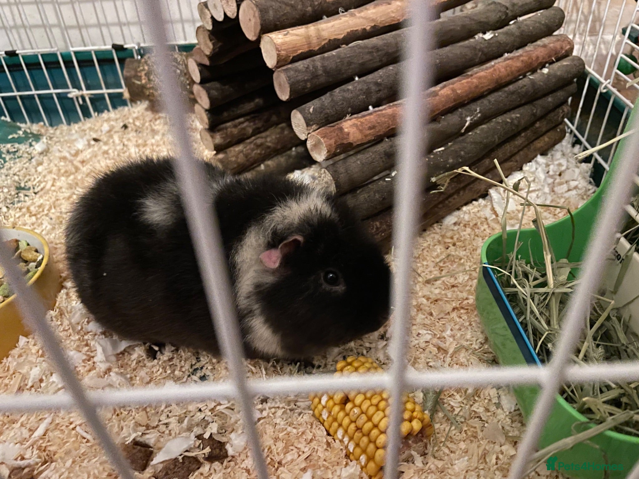 Guinea Pig rodents Female Guinea Pigs For Sale - Advert 2