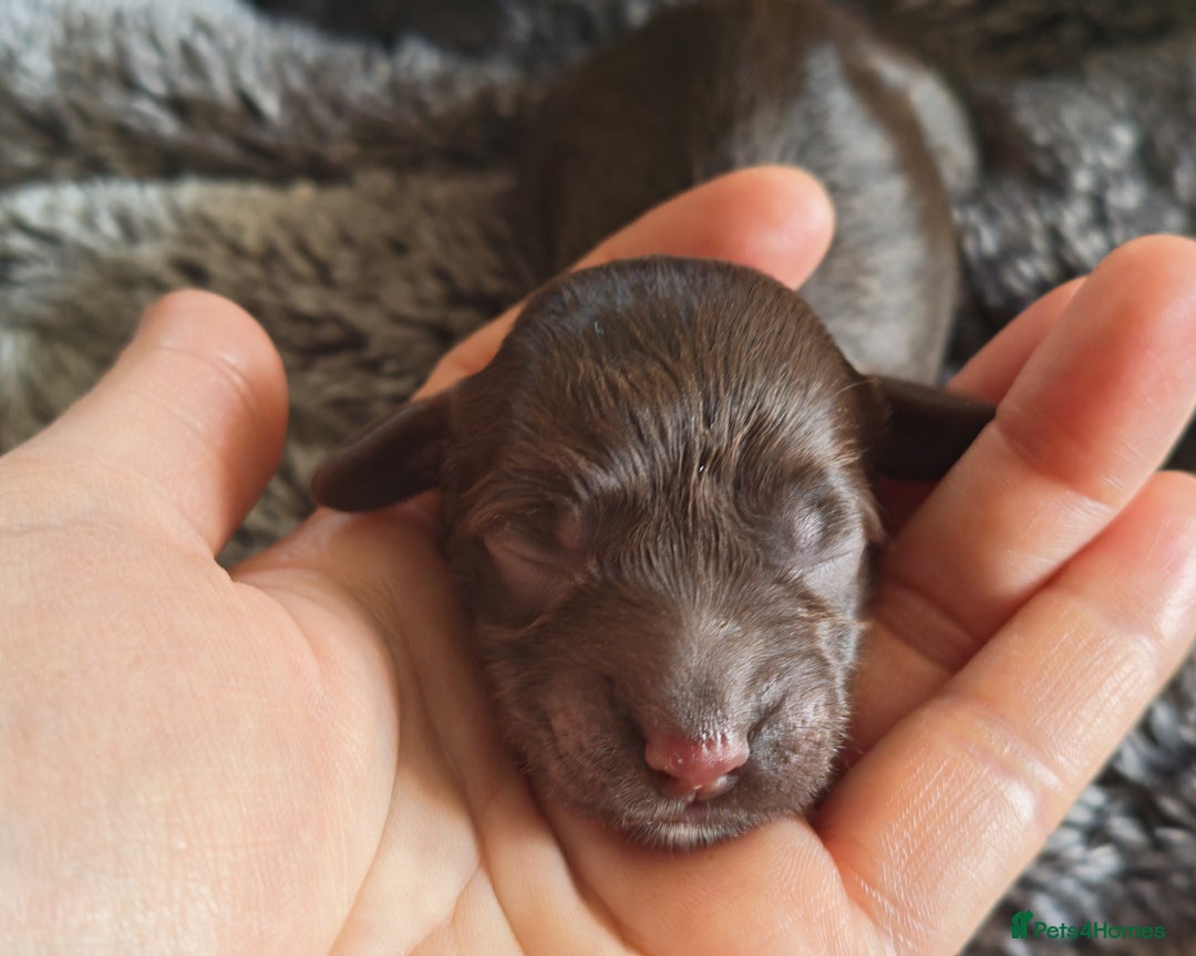 Cockapoo dogs for sale: Cockapoos F1 DNA Health tested patents - Advert 34