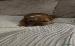 Staffordshire Bull Terrier dogs for sale: 3 Beautiful little staff boys - Image 8