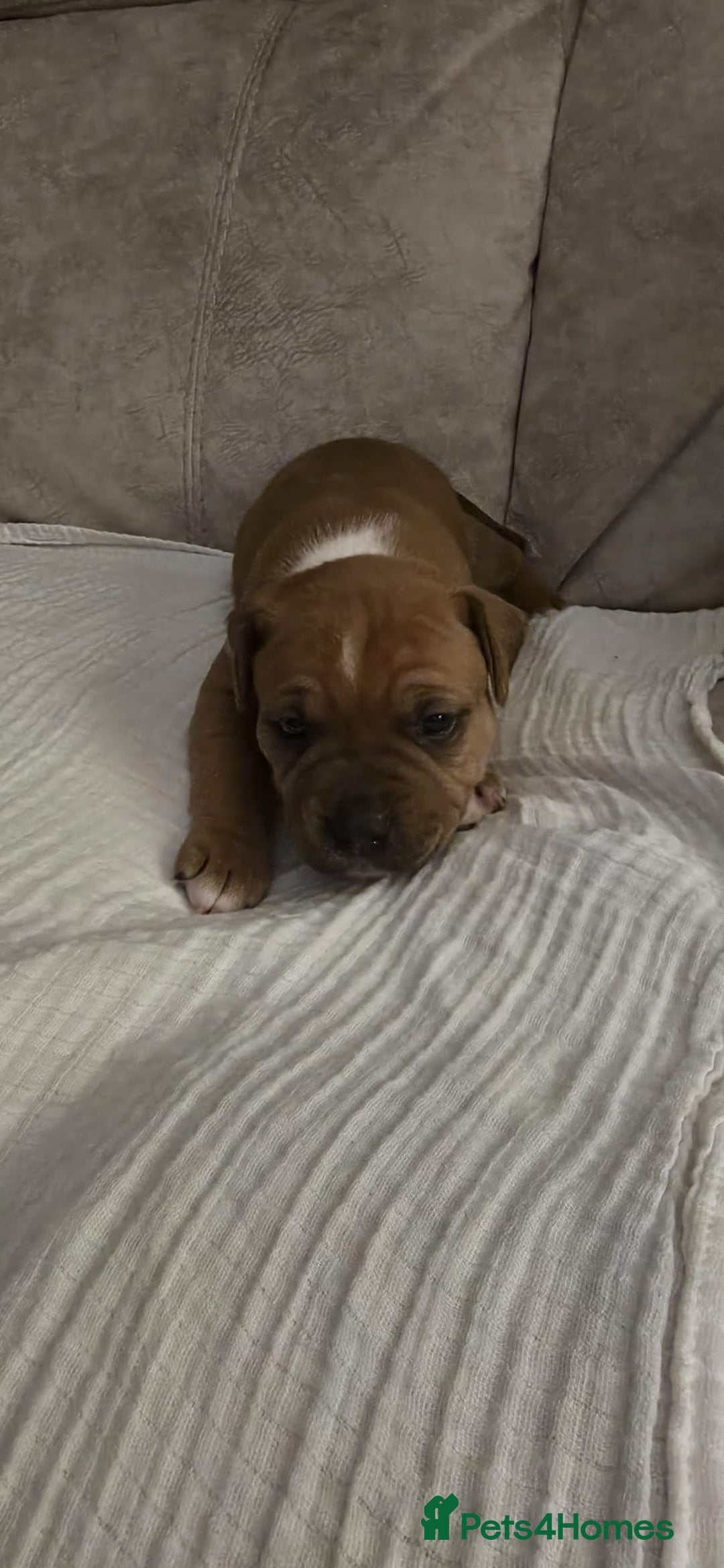 Staffordshire Bull Terrier dogs for sale: 3 Beautiful little staff boys - Image 8