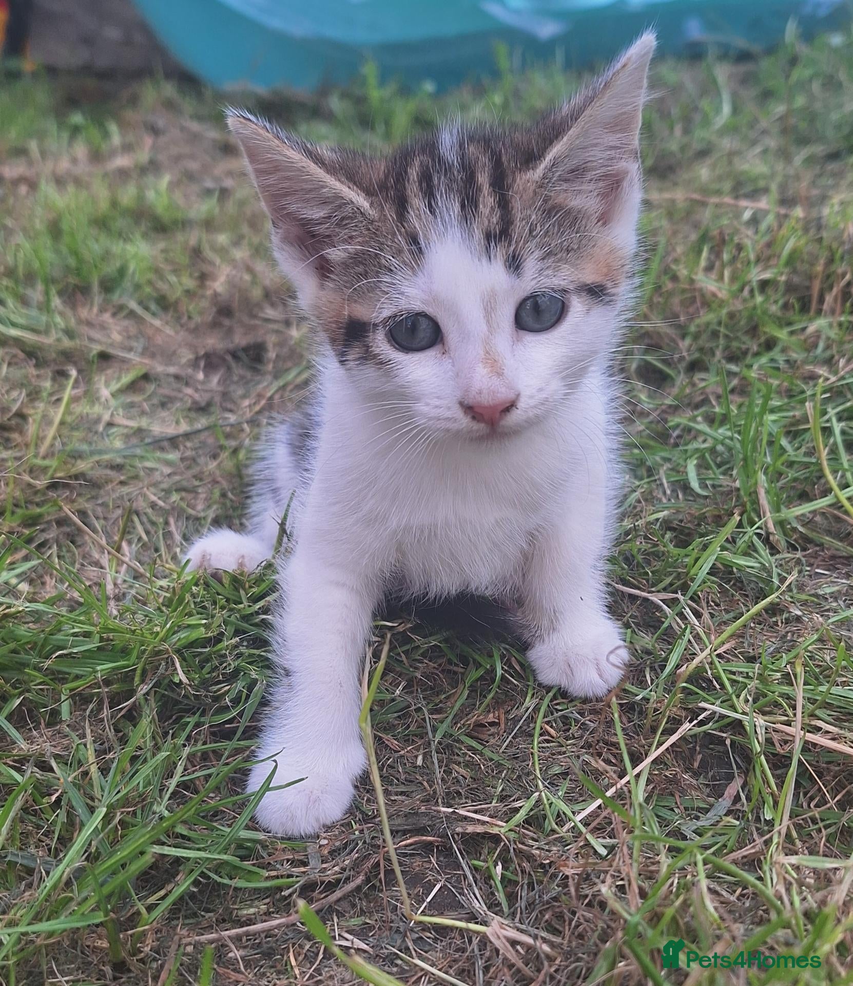 Mixed Breed cats Beautiful kittens  - Advert 1