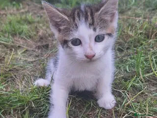 Mixed Breed cats Beautiful kittens - Advert 1