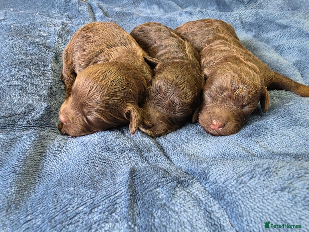 Cockapoo dogs for sale: Cockapoo puppies - Image 4
