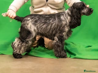 Cocker Spaniel dogs French imported KC registered show cocker - Advert 1