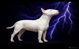 English Bull Terrier dogs for sale: The last 2x EBT Babies... - Image 3