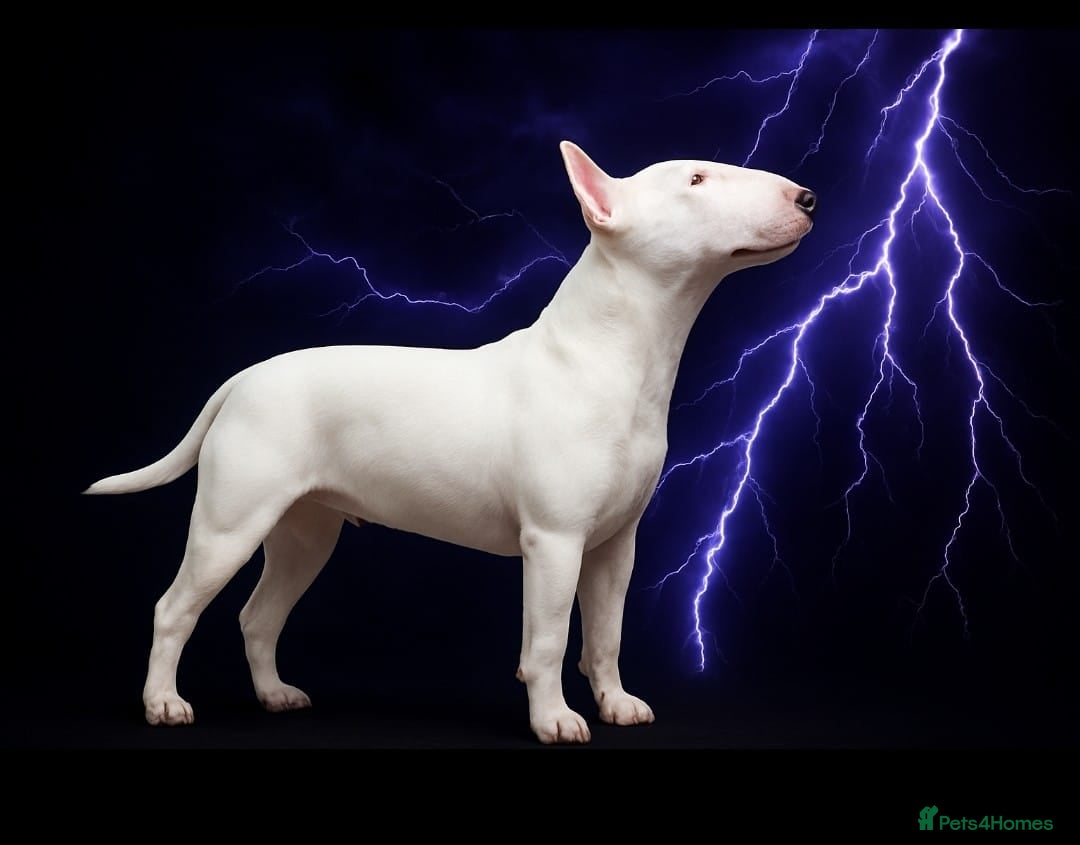 English Bull Terrier dogs for sale: The last 2x EBT Babies... - Image 3