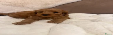 Cockapoo 3